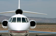Falcon on tarmac